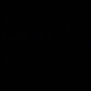 Meet your Posher, Bella